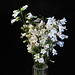 Penstemon digitalis are blooming everywhere