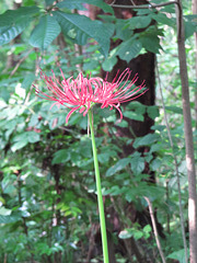 Lycoris radiata