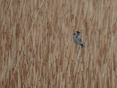 Reed bunting