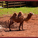 Camello. Camelus bacterianos + (2PiP)