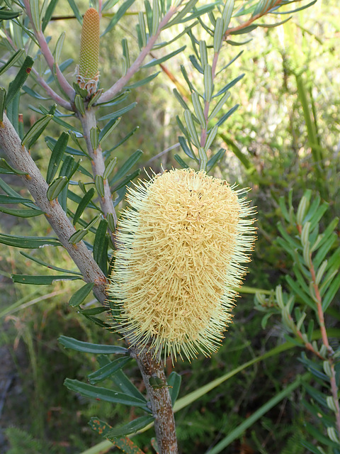 Banksia flower Banksia flower