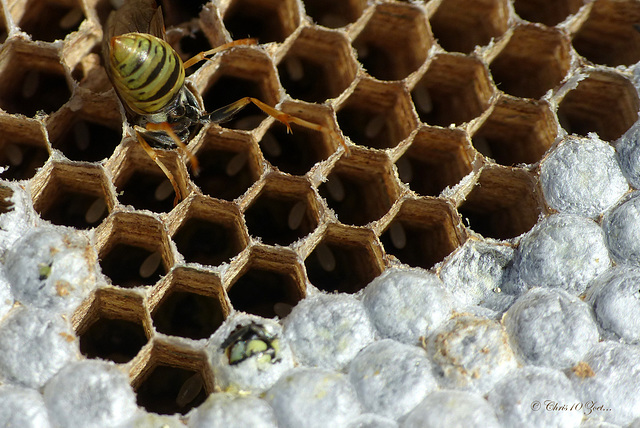 Much more Eggs and 'one and a half' Wasp... (= also PiP)