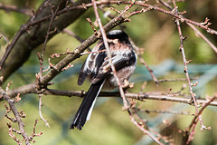 20150312 7283VRTw [D~RI] Schwanzmeise (Aegithalos caudatus), Rinteln