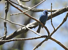 Indigo Buntings