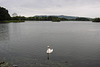 Swan On Carlingwark Loch