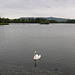 Swan On Carlingwark Loch