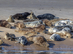 Seals sunbathing at Findhorn Bay