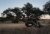 Azinheira, Quercus ilex, Martim Longo