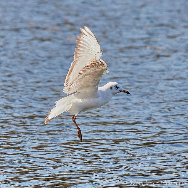 Mouette qui fait du sur place.