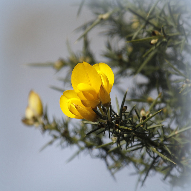 Une fleur bien défendue