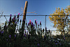 Lavandula stoechas, Penedos, HFF IS NOW CLOSED, SEE YOU NEXT WEEK!