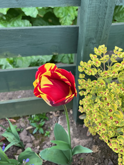 Tulip5April2025