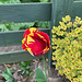 Tulip5April2025