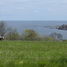 Ostsee-Kühe, Bornholm