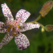025  Krötenlilie blühen bis weit in den Herbst