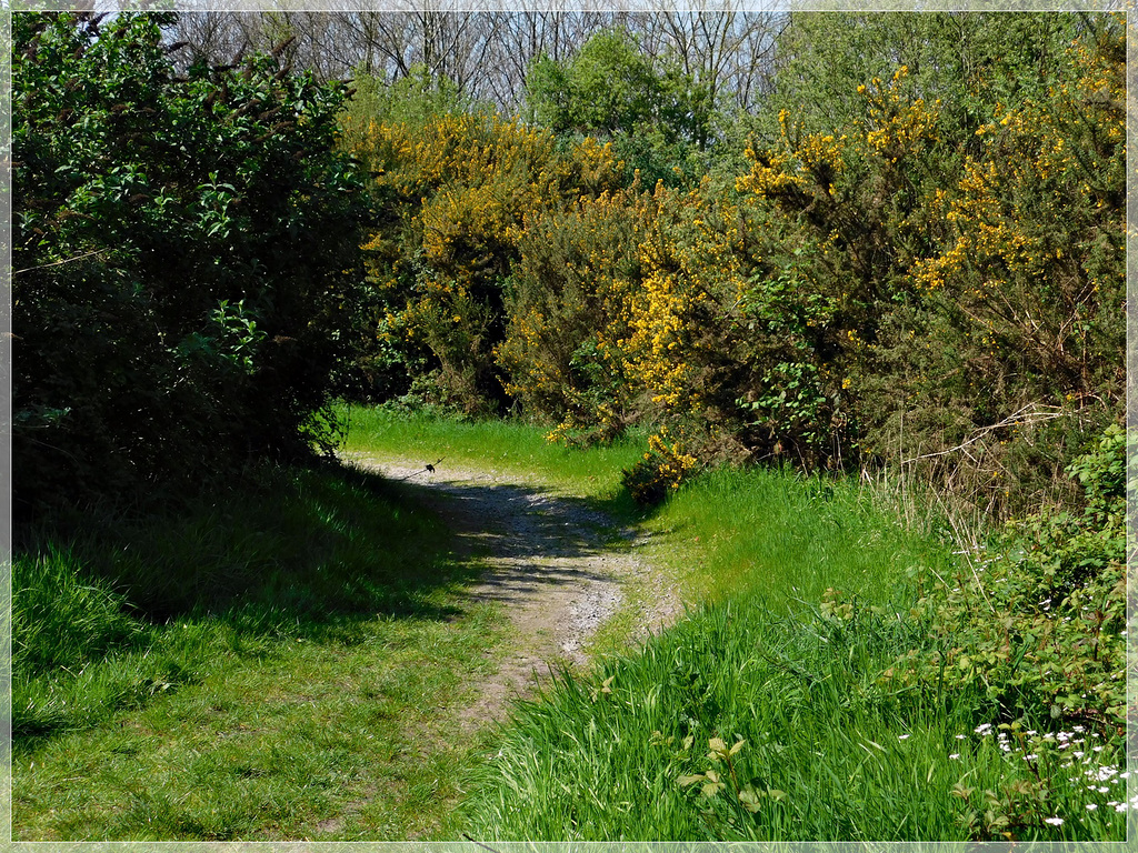 Au site de Brandefert à Plancoet