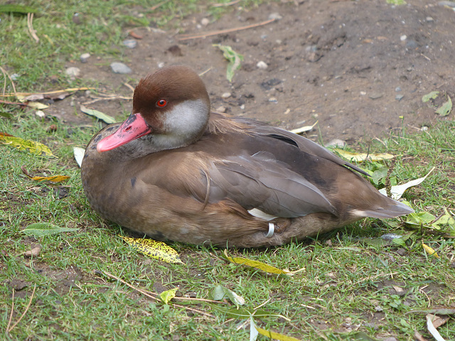 Prague Zoo (21) - 19 August 2017