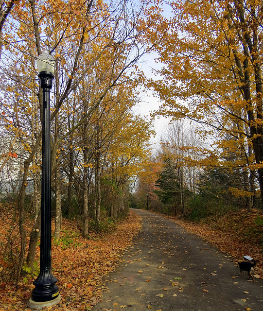 The new street lights on the trail