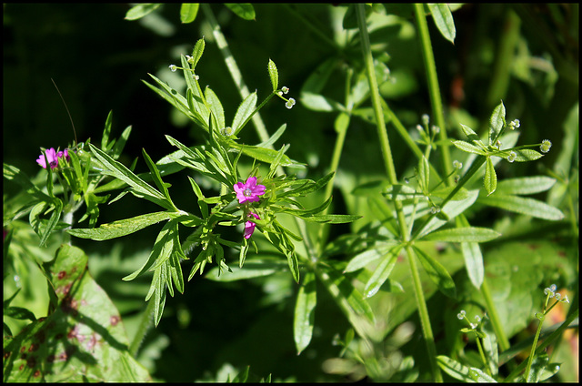 Geranium dissectum (1)