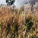 Pili Grass / Scientific Name:  Heterogpogon contortus