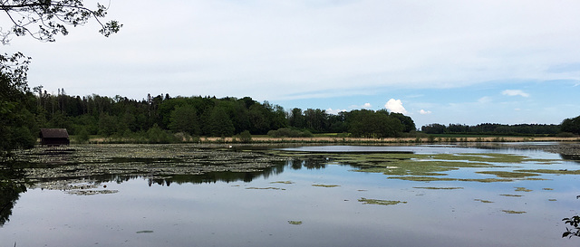 water lilies