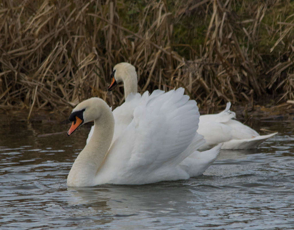 Burton swans 2