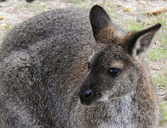 20190901 5539CPw [D~VR] Bennett-Känguru, Vogelpark Marlow