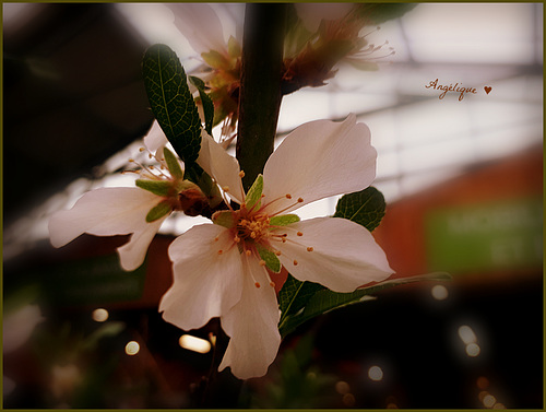 Amandier ..........Belle journée de vendredi à tous ! HFF !