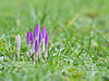 Crocus  (1)