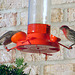 Male & female house finch dining together