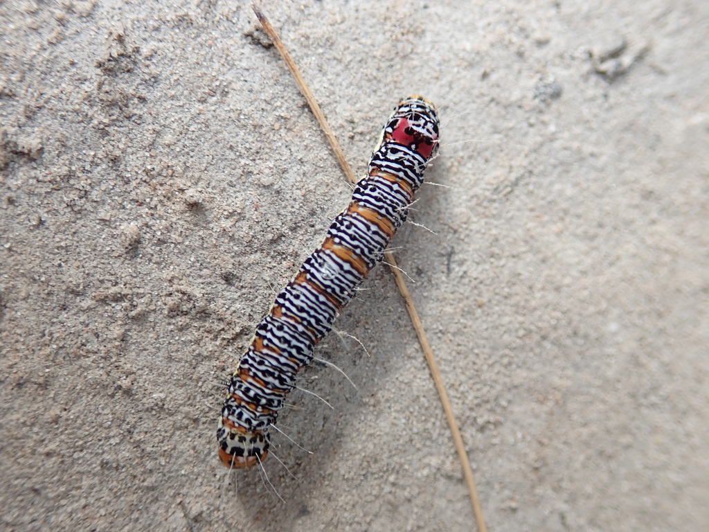 Australian Grapevine Moth caterpillar