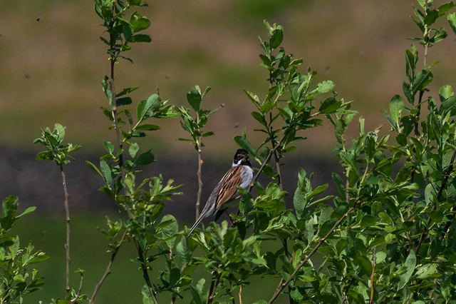 Reed Bunting
