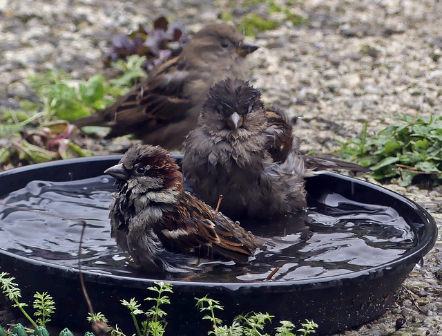 Dans mon jardin