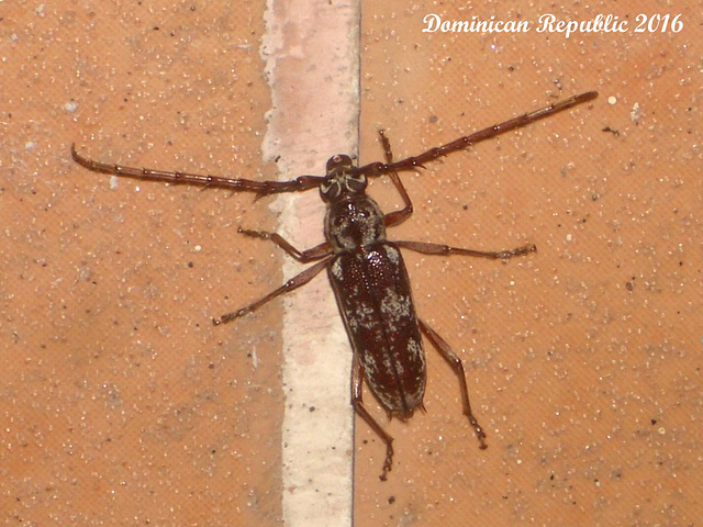 51 A Small Longhorn Beetle Common in the Area