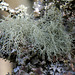 Usnea species on dying larch twig