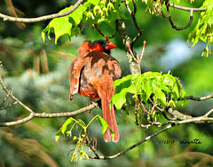 A Cardinal chick