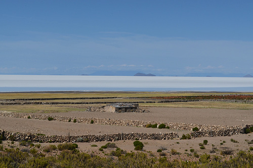 Bolivia, Salar de Uyuni, Alpaca Farm on the North Coast