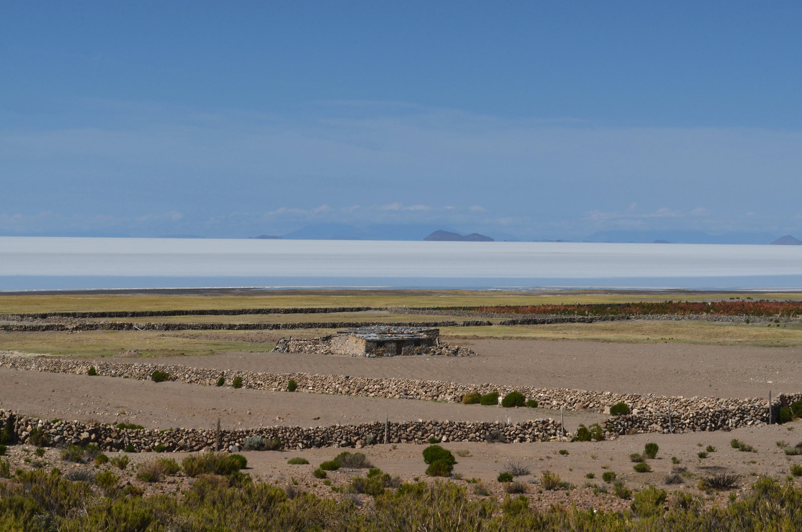 Bolivia, Salar de Uyuni, Alpaca Farm on the North Coast