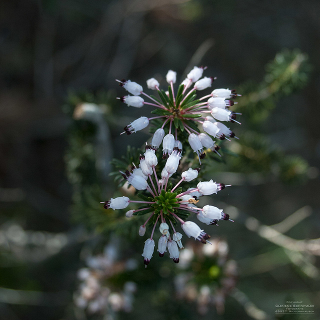 Erica multiflora