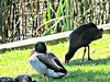 Duck and Pukeko