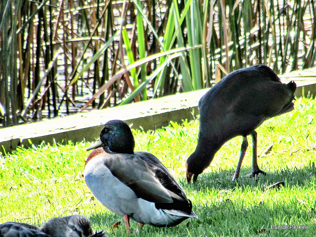 Duck and Pukeko