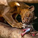 Fossa with its dinner