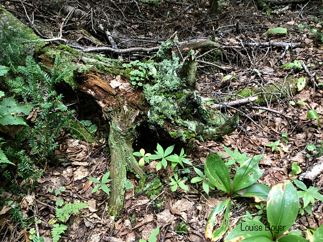 Le gardien du parc Kiskotuk