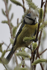 EOS 90D Unknown 13 25 37 12721 BlueTit dpp