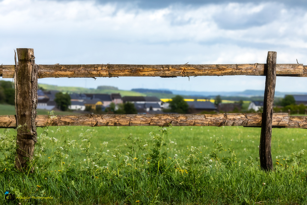 Horse Paddock