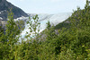 Alaska, The Exit Glacier through the Forest on the Slopes of the Gorge