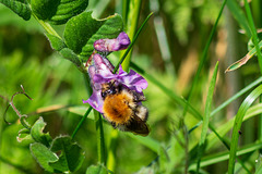 Tree Bumblebee on Vetch