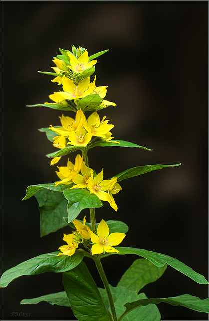 Yellow beauty in our garden