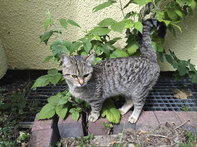 Die Findelkatze.