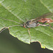 EF7A1581ichumenonwasp